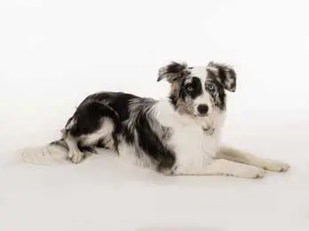 Photo chien border collie fond blanc