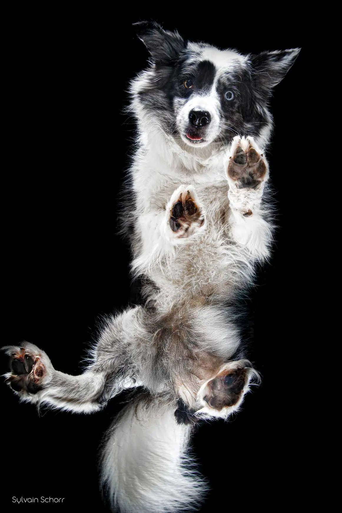 Photo chien border collie
