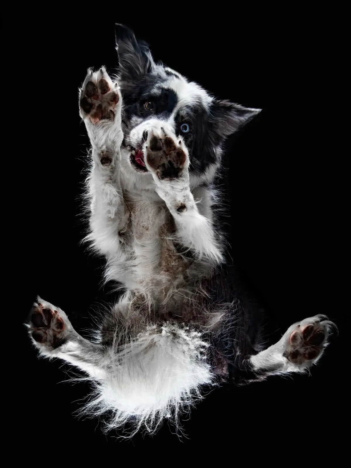 Photo chien border collie