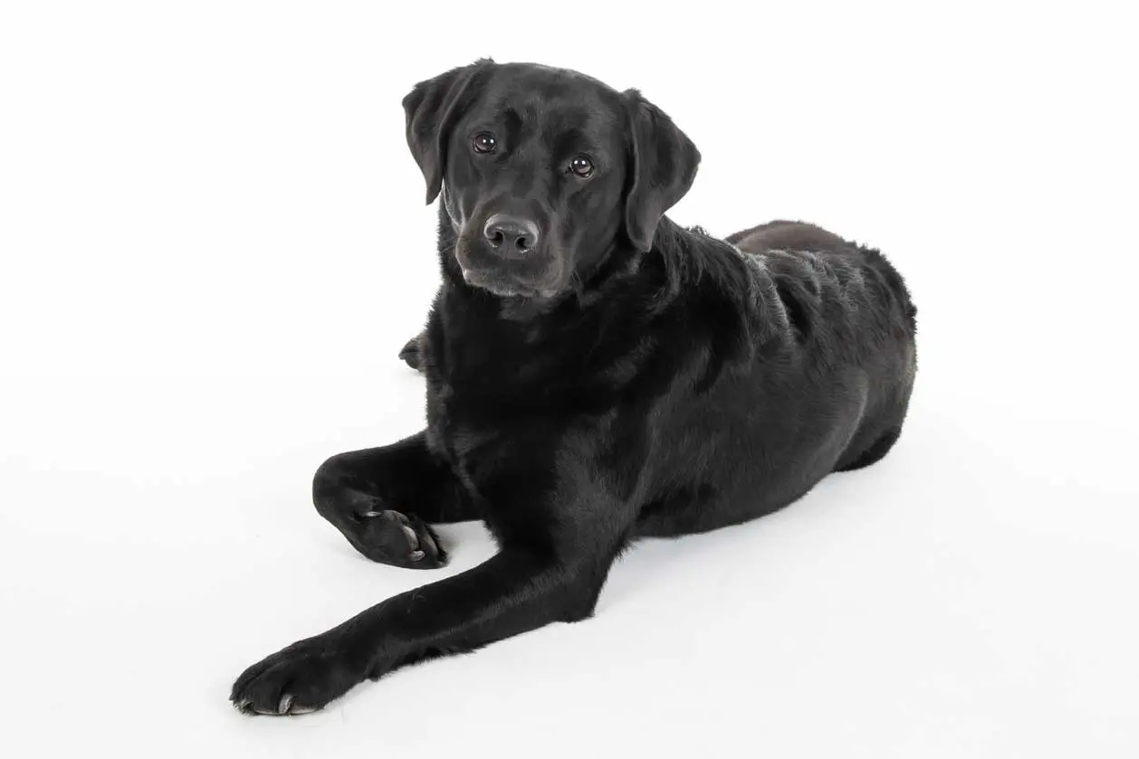 Photo chien allongé fond blanc