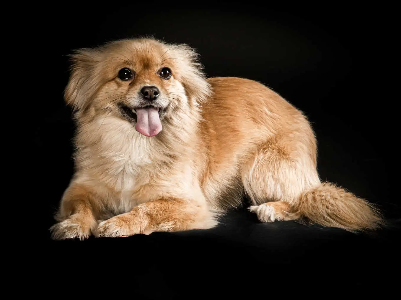 Photo chien couché fond noir