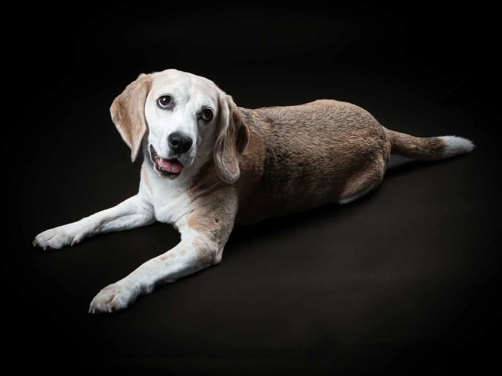 photo chien couché sol