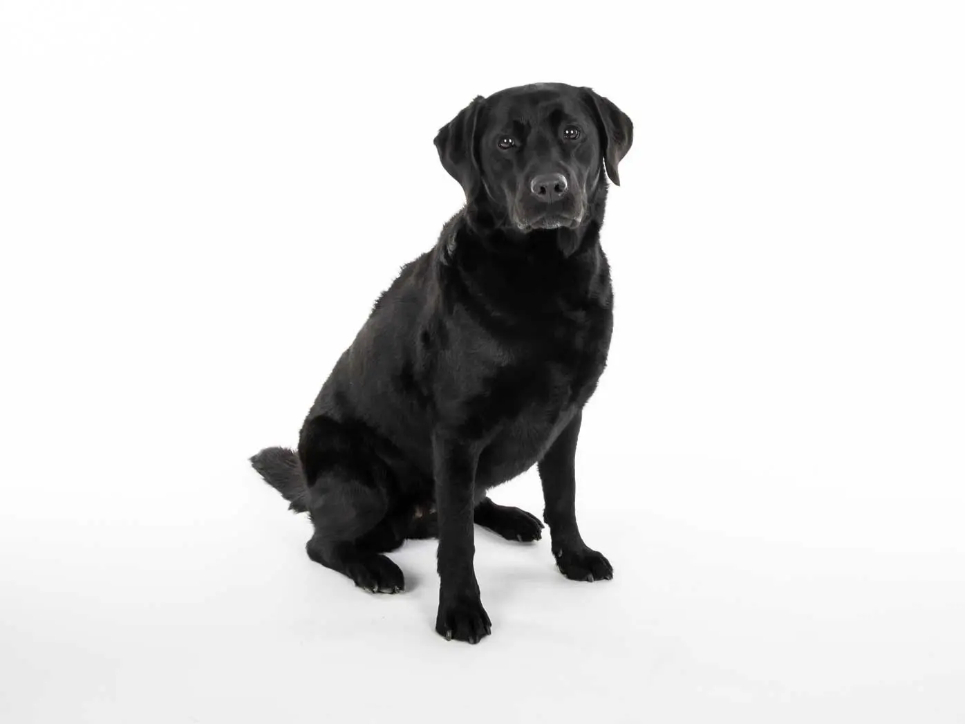 Photo chien fond blanc