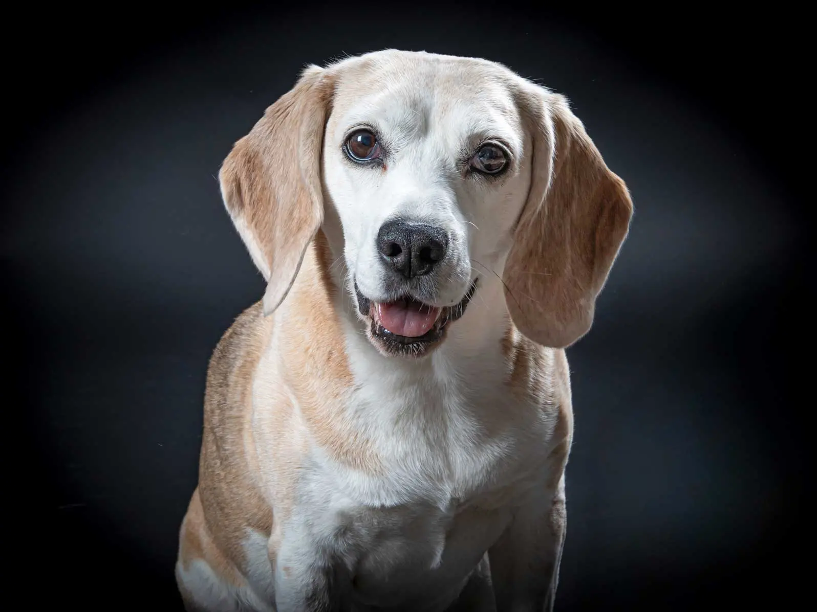 Photo chien regard triste