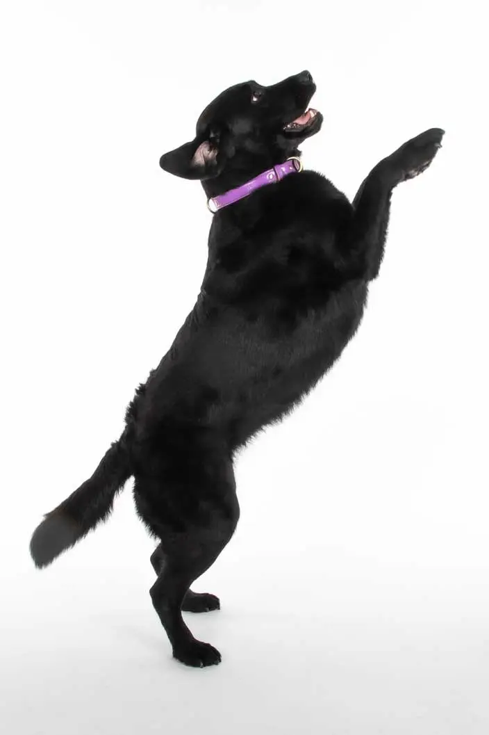 Photo chien saute studio