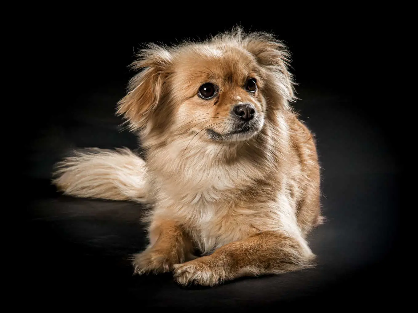 Photo chien studio 29